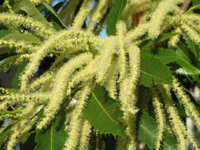 SWEET CHESTNUT: per chi pensa di essere arrivato allo stremo